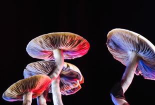Emory researchers use voice analysis to study psychedelic therapy