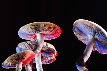 Emory researchers use voice analysis to study psychedelic therapy