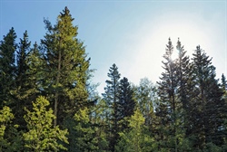 Trails for all, trails forever: How trails promote positive mental health